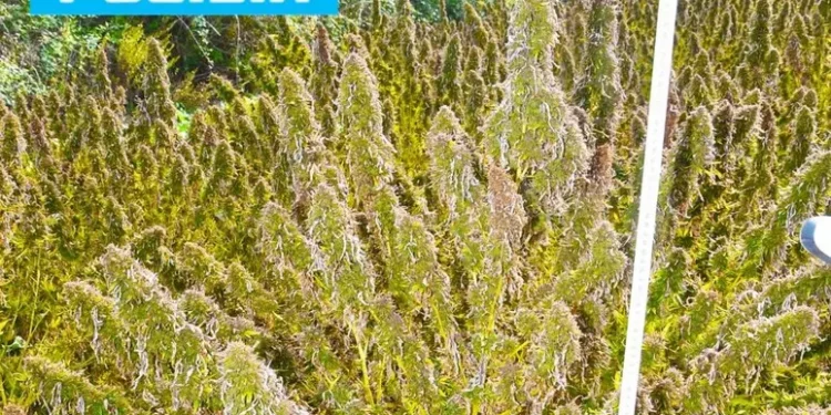 Sequestrata marijuana per un milione di euro, tre indagati