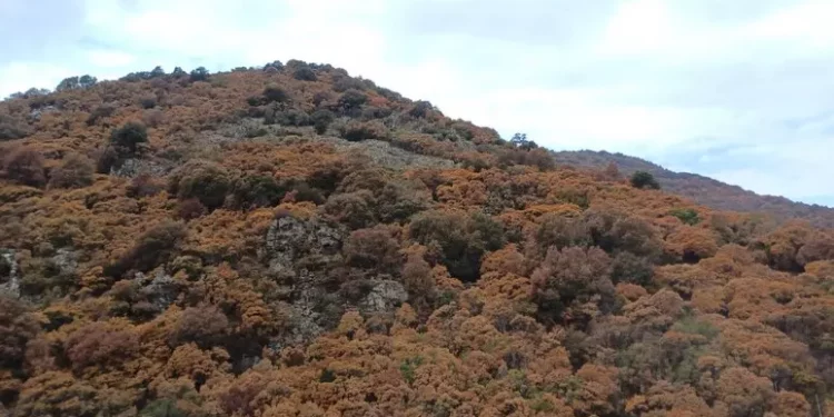 Siccità, pastori a Regione ‘5 milioni briciole a 6mila aziende’