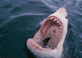 Giovane sub ucciso in un attacco di squalo bianco vicino alle isole Chatham in Nuova Zelanda