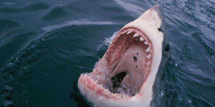 Giovane sub ucciso in un attacco di squalo bianco vicino alle isole Chatham in Nuova Zelanda