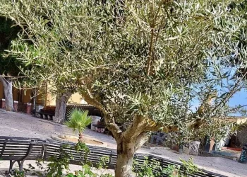 Un ulivo per Gigi Riva, Cagliari omaggia il suo campione