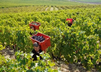14 cantine sarde nella guida ai 1000 Vini d’Italia dell’Espresso