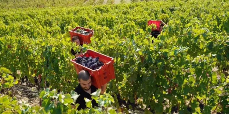 14 cantine sarde nella guida ai 1000 Vini d’Italia dell’Espresso