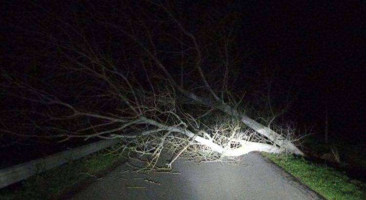 Burrasca nell’Oristanese: alberi crollati e disagi ai cittadini