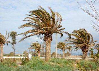 Maltempo, bufera di vento: chiusi a Cagliari parchi e cimiteri