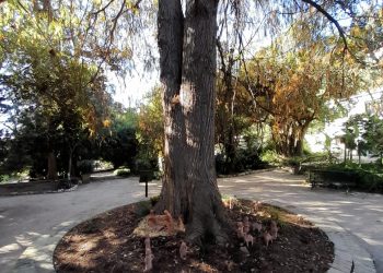 All’Orto Botanico dell’Università di Cagliari il presepe della tradizione asseminese: visitabile fino al 12 gennaio