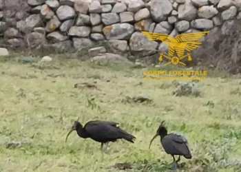 Rari volatili in Sardegna da Toscana, solo 200 in tutta Europa