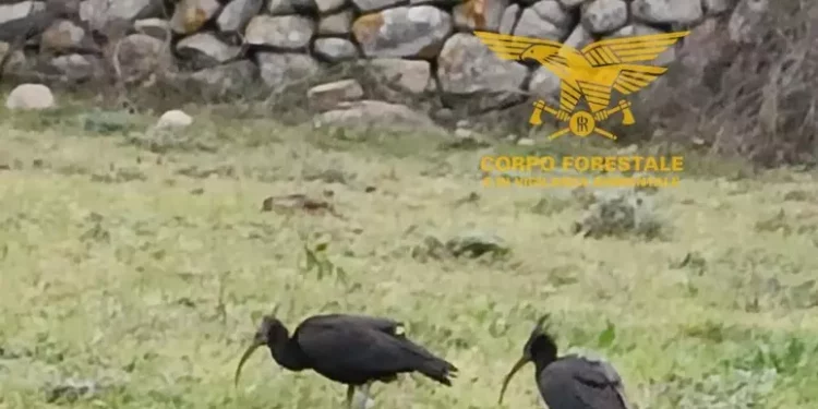 Rari volatili in Sardegna da Toscana, solo 200 in tutta Europa