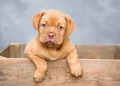 Nuovo cucciolo in famiglia: consigli e idee pratiche per la cura