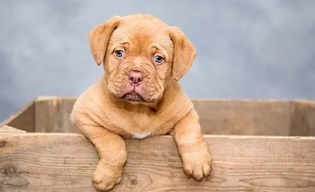 Nuovo cucciolo in famiglia: consigli e idee pratiche per la cura