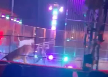Paura al Circo Orfei a Licola, addestratore scaglia pedana sui leoni