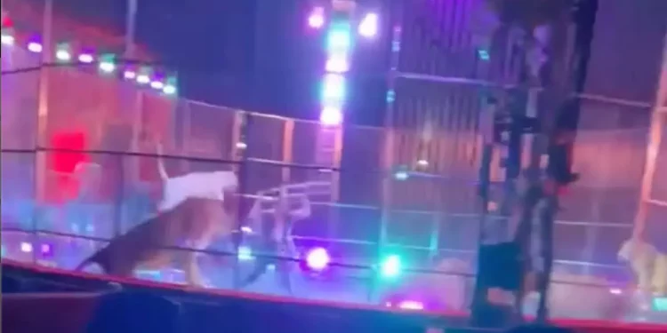 Paura al Circo Orfei a Licola, addestratore scaglia pedana sui leoni