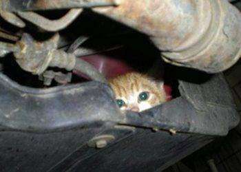 Inverno, attenzione ai gatti nascosti nel vano motore