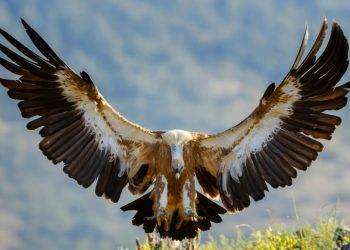 Olzai, ritrovato un grifone eurasiatico segnalato in difficoltà: guarda il video