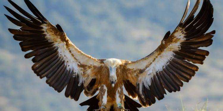 Olzai, ritrovato un grifone eurasiatico segnalato in difficoltà: guarda il video