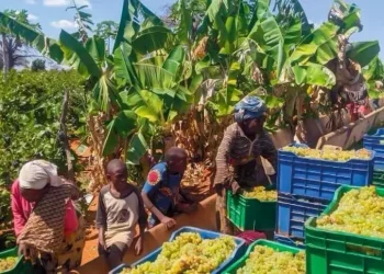 Gli enologi in campo per “una cantina per la Tanzania”