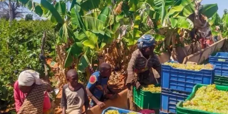 Gli enologi in campo per “una cantina per la Tanzania”