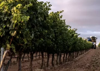 Vino, nel 2024 la più bassa produzione mondiale dal 1961