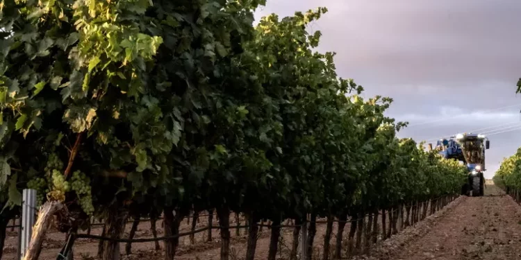 Vino, nel 2024 la più bassa produzione mondiale dal 1961