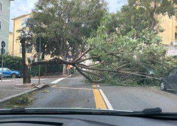 Maltempo a Cagliari, crolla albero in via Pessina: disagi al traffico