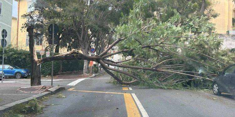 Maltempo a Cagliari, crolla albero in via Pessina: disagi al traffico