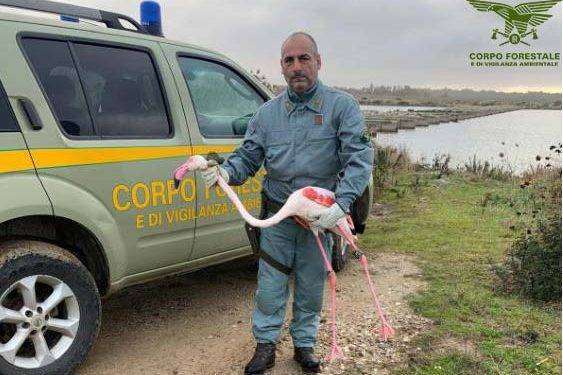 Soccorso un fenicottero nello Stagno di Cabras