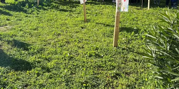 Dopo i furti, nuove piante in scuola elementare a Quartu