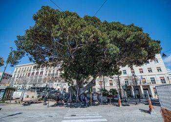 Cagliari, tre alberature cittadine sono state inserite nell’elenco regionale degli Alberi monumentali