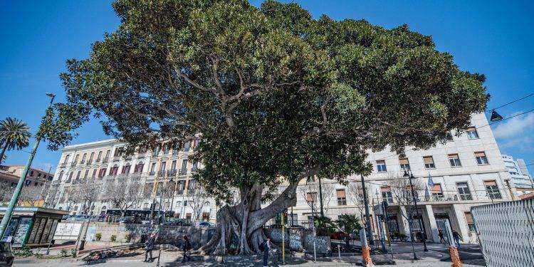 Cagliari, tre alberature cittadine sono state inserite nell’elenco regionale degli Alberi monumentali