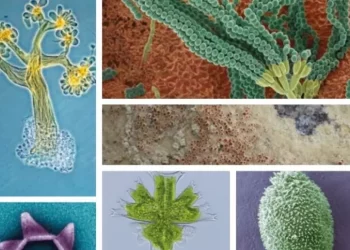 Il mondo dei microrganismi in una mostra a Cagliari