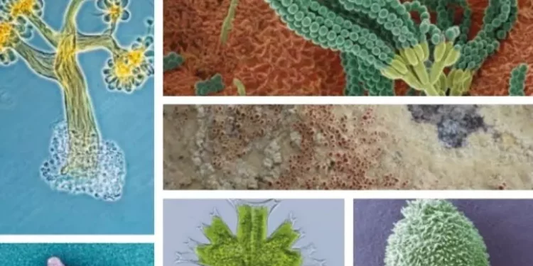 Il mondo dei microrganismi in una mostra a Cagliari