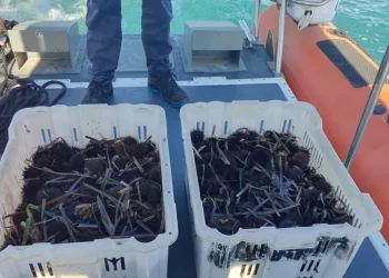 Pesca 700 ricci senza autorizzazione, multa da mille euro