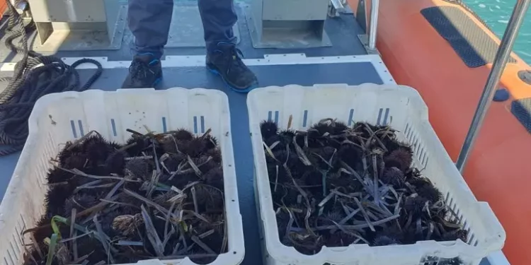 Pesca 700 ricci senza autorizzazione, multa da mille euro