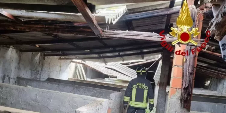 Tetto allevamento crolla per il vento, alcuni animali morti