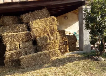 Agricoltura, sbloccati pagamenti Pac da metà febbraio