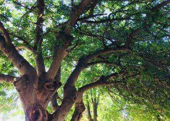 Cagliari, affidati fino alla primavera 2025 i lavori di potatura periodica degli alberi