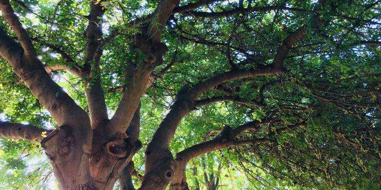 Cagliari, affidati fino alla primavera 2025 i lavori di potatura periodica degli alberi