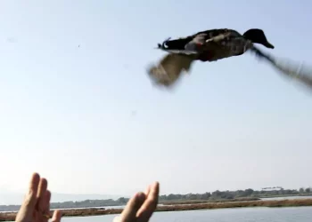 Chiusura della caccia anticipata per 2 specie dopo sentenza Tar