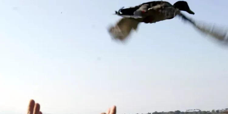 Chiusura della caccia anticipata per 2 specie dopo sentenza Tar