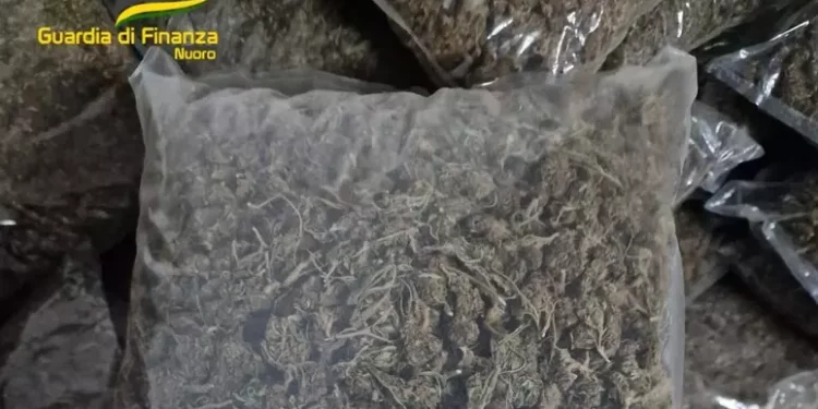 Maxi piantagione di marjiuana nel Nuorese, arrestato un 49enne