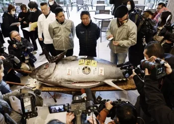 Un tonno venduto a 1,2 mln euro a prima asta dell’anno a Tokyo