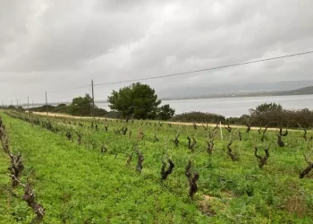 Viti a piede franco, una rete per il riconoscimento Unesco