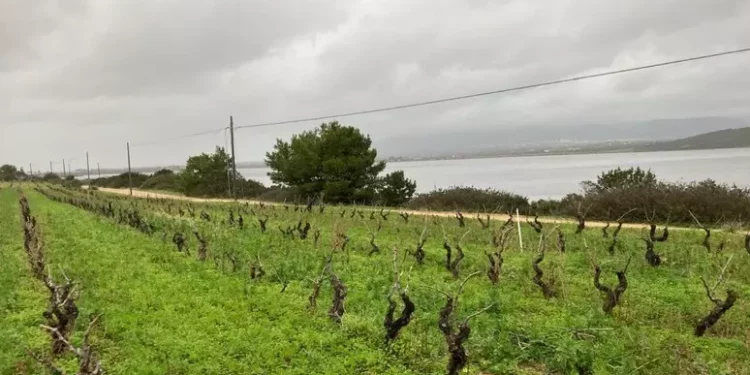 Viti a piede franco, una rete per il riconoscimento Unesco