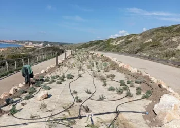 Nuove piante nella strada d’accesso al sito di Tharros