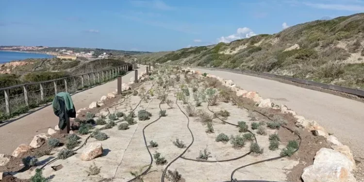 Nuove piante nella strada d’accesso al sito di Tharros