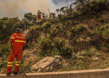Forestas, la verità dello SNAF sui trent’anni di precariato