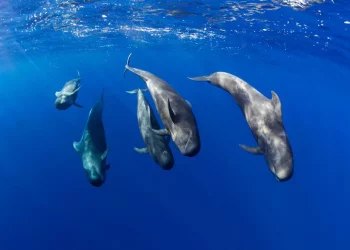 Protezione del mare e dei cetacei, convegno a S.Teresa Gallura