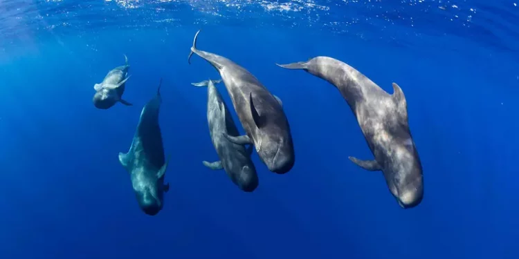 Protezione del mare e dei cetacei, convegno a S.Teresa Gallura