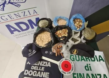 Sequestrati in aeroporto Alghero 8 kg di semi non certificati