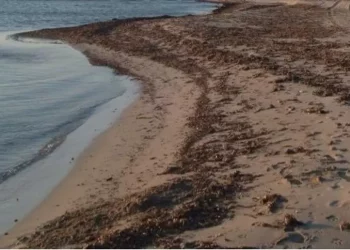 Fertilizzante dalla posidonia spiaggiata, progetto in Sardegna